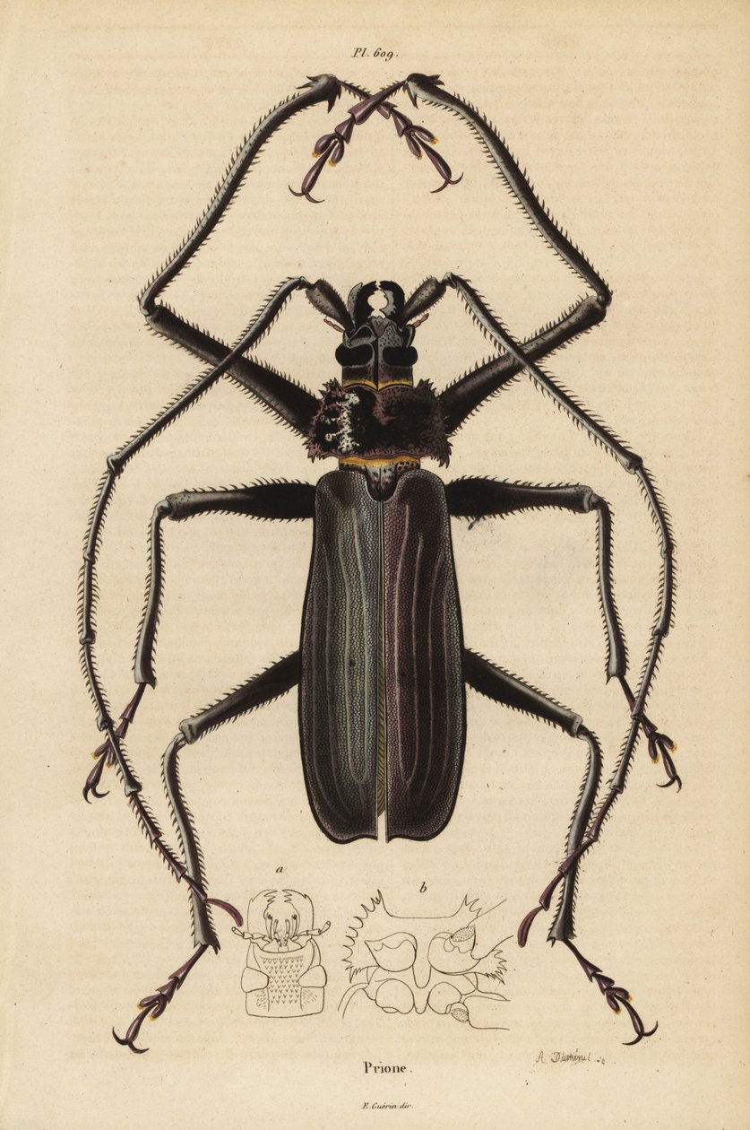 Macrotoma hayesii kever door Unbekannt