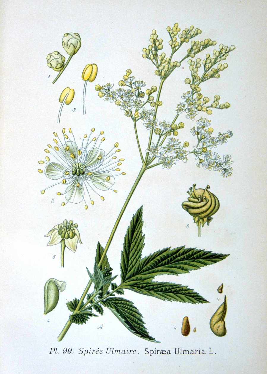 Moerasspirea, 1893 door Unbekannt