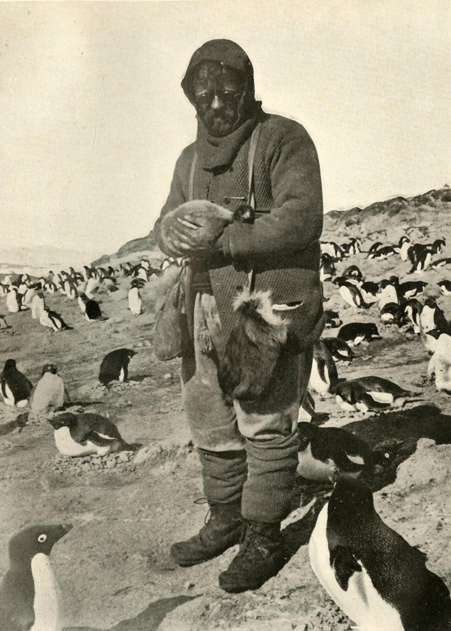 Murray met Jonge Pinguïns, ca. 1908, 1909 door Unbekannt