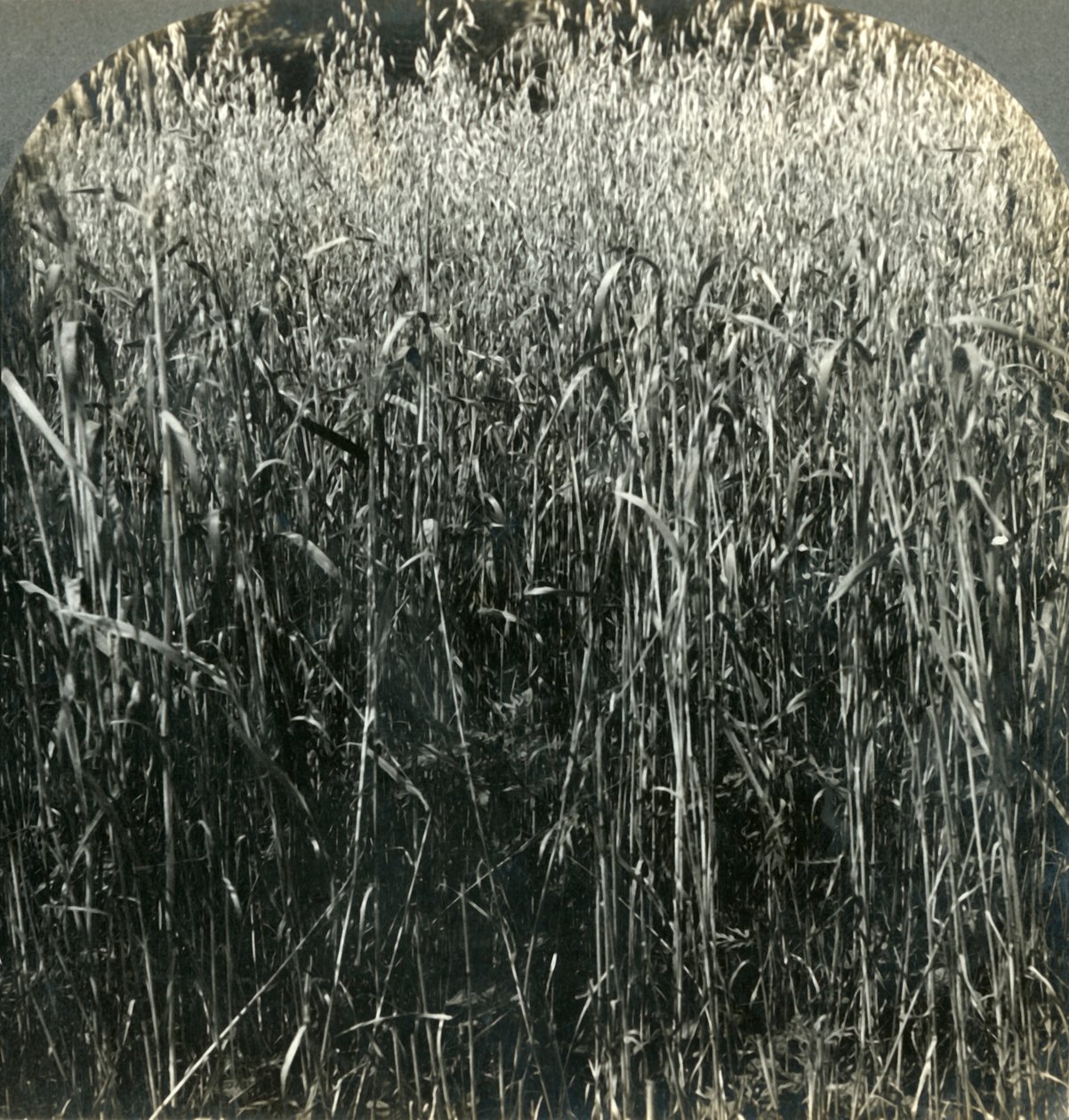 Haver groeit, Pennsylvania, VS, 1903 door Unbekannt