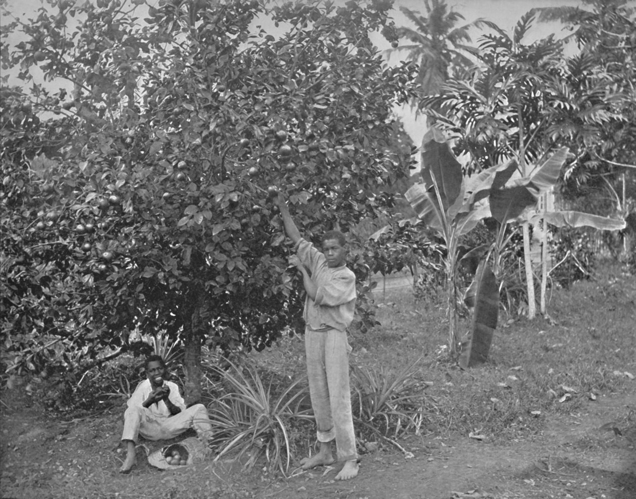 Sinaasappels plukken in Jamaica, 19e eeuw door Unbekannt