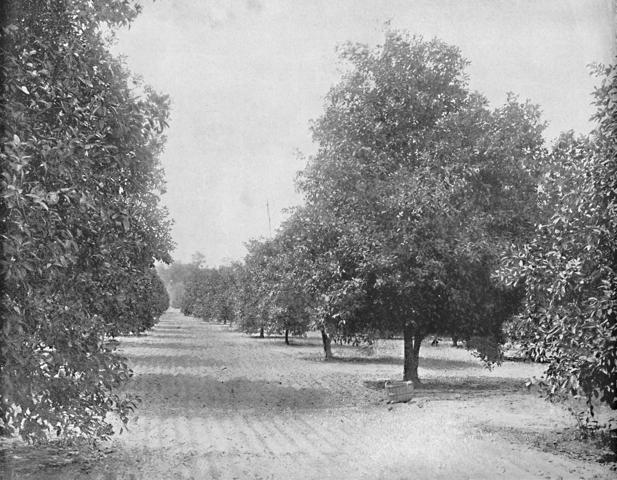 Sinaasappelboomgaard, Sevilla, Florida, ca. 1897 door Unbekannt