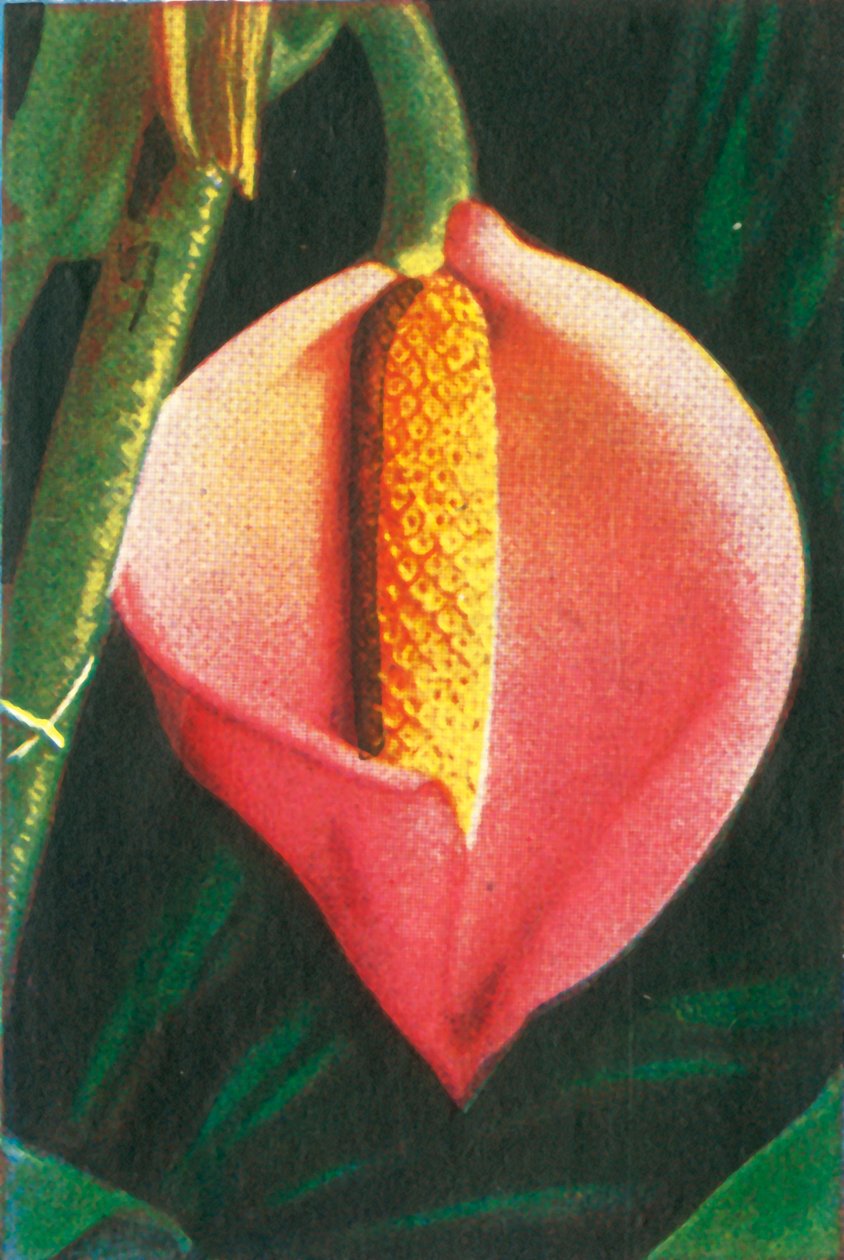Philodendron door Unbekannt