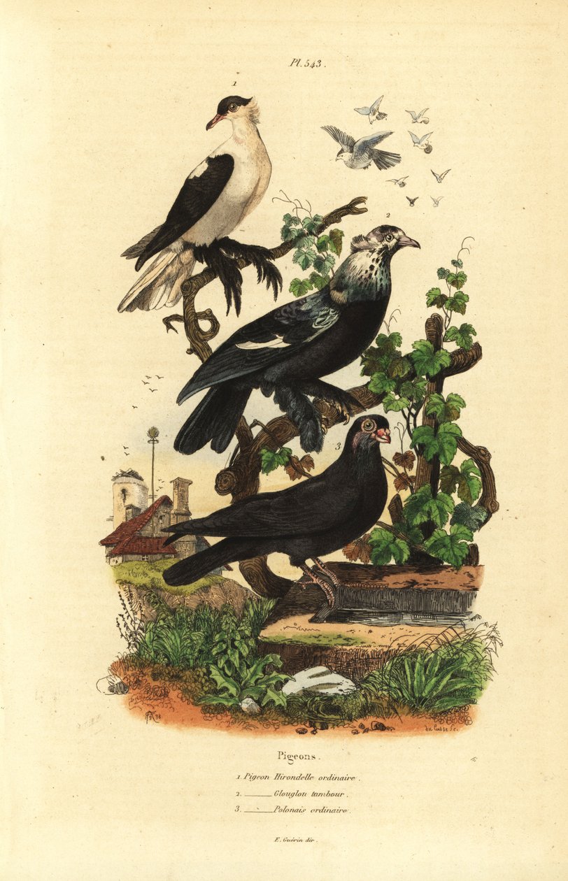 Duivenrassen, Columba livia: hirondelle, glouglou tambour, polonais door Unbekannt