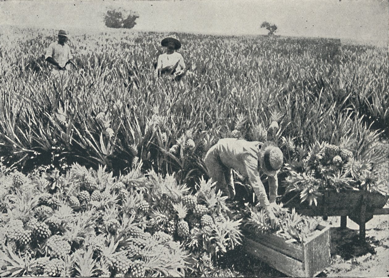 Ananasplantage, 1916 door Unbekannt