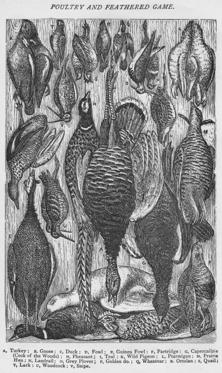 Gevogelte en Gevederd Wild, 1907 door Unbekannt