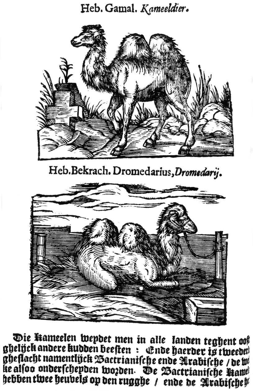 Pre-binomiale classificatie van soorten, 1644 door Unbekannt