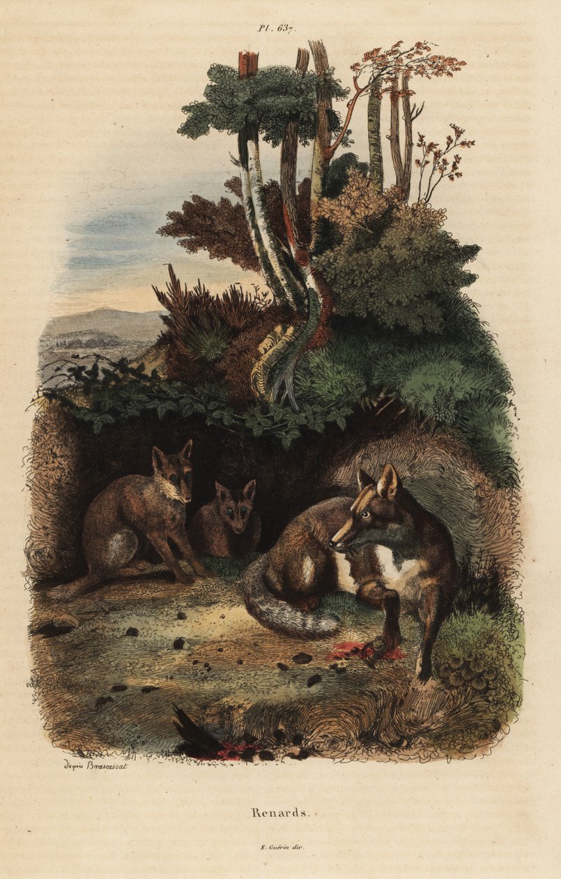 Rode vossen, Vulpes vulpes, buiten een hol door Unbekannt
