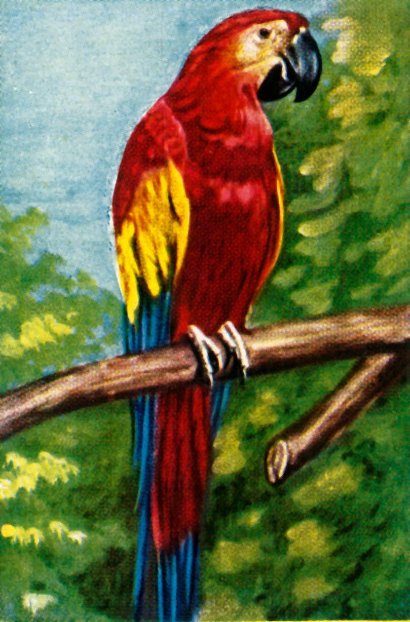 Rode ara, circa 1928 door Unbekannt