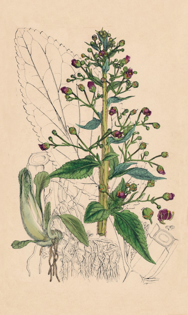 Scrophularia Ehrharti. Ehrharts Water-Betony door Unbekannt