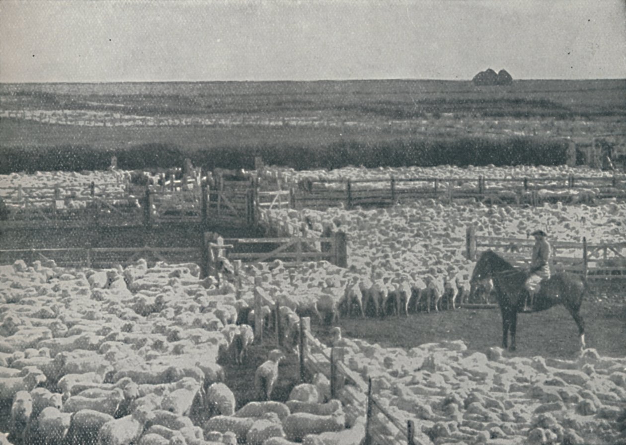 Schapenkooien in Australië, 1910 door Unbekannt