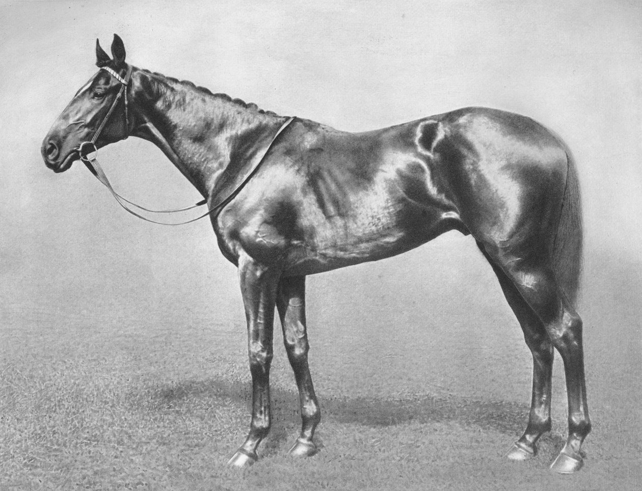 Sir Archibald, 1911 door Unbekannt