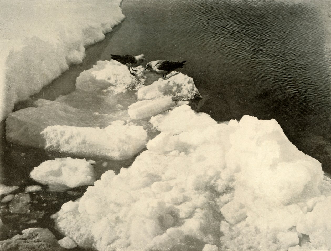 Skua Meeuwen aan de Ijsrand, c1908 door Unbekannt