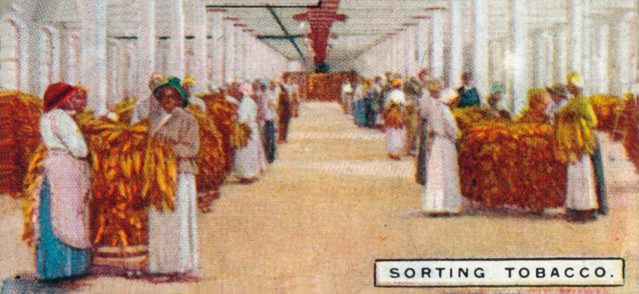 Tabak sorteren, 1926 door Unbekannt