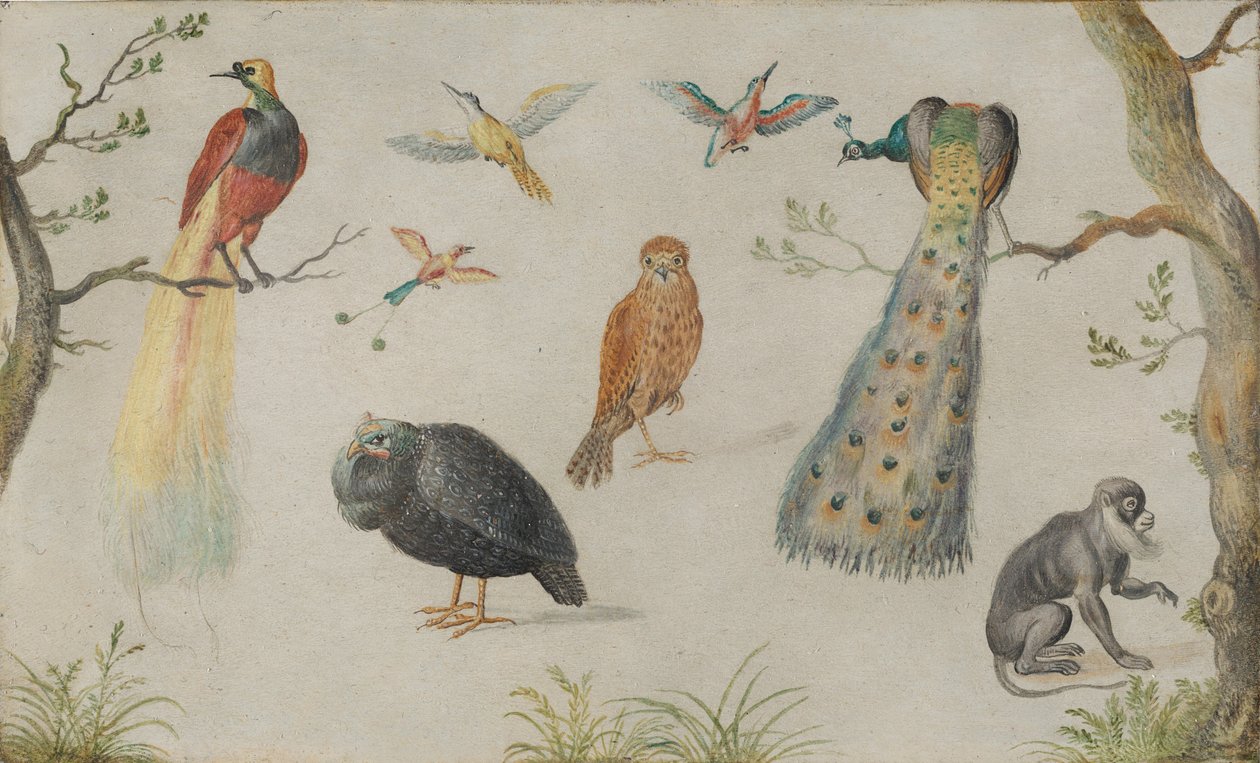 Studie van vogels en aap door Unbekannt