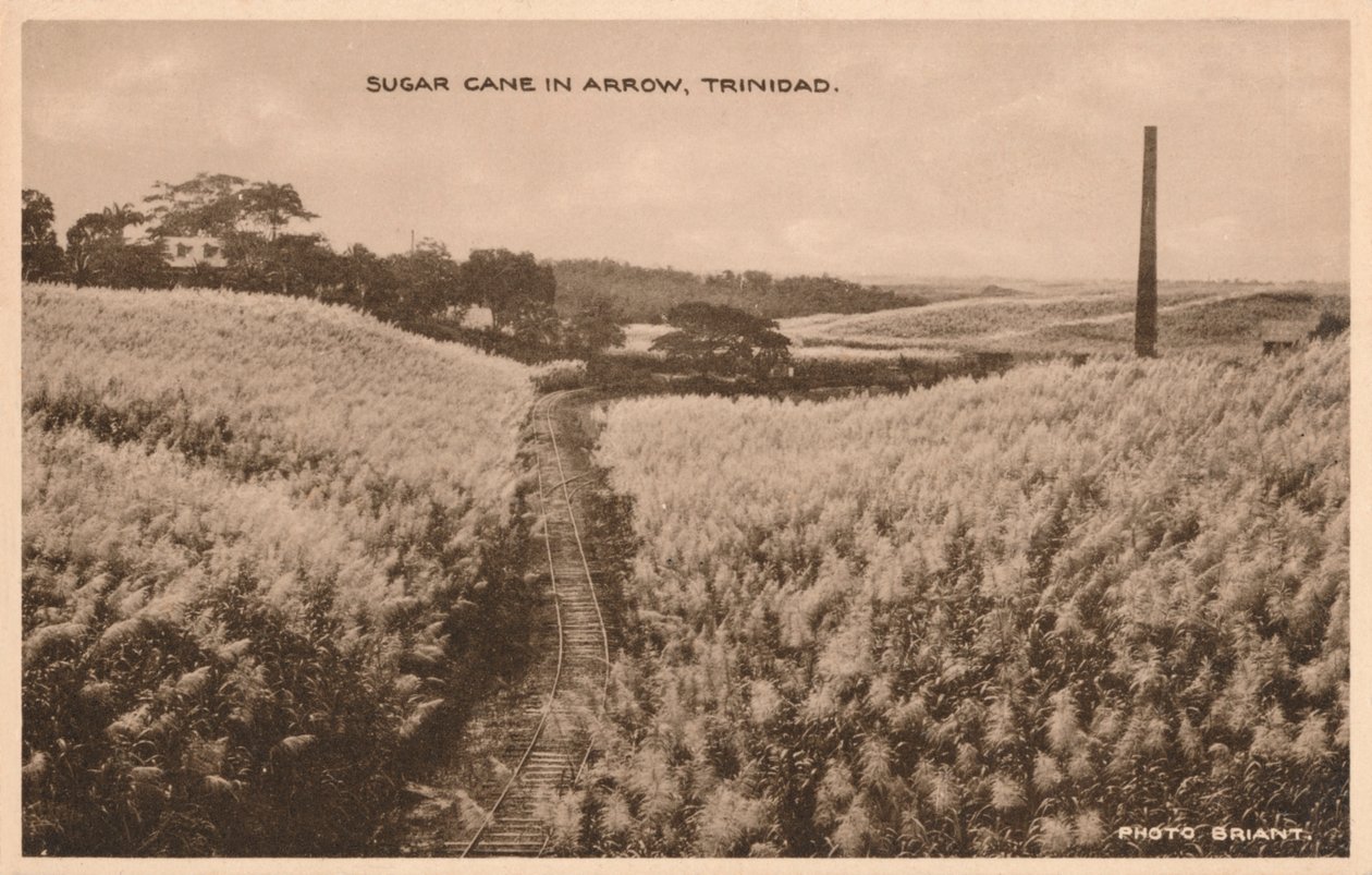Suikerriet in Arrow Trinidad, ca. 1900 door Unbekannt