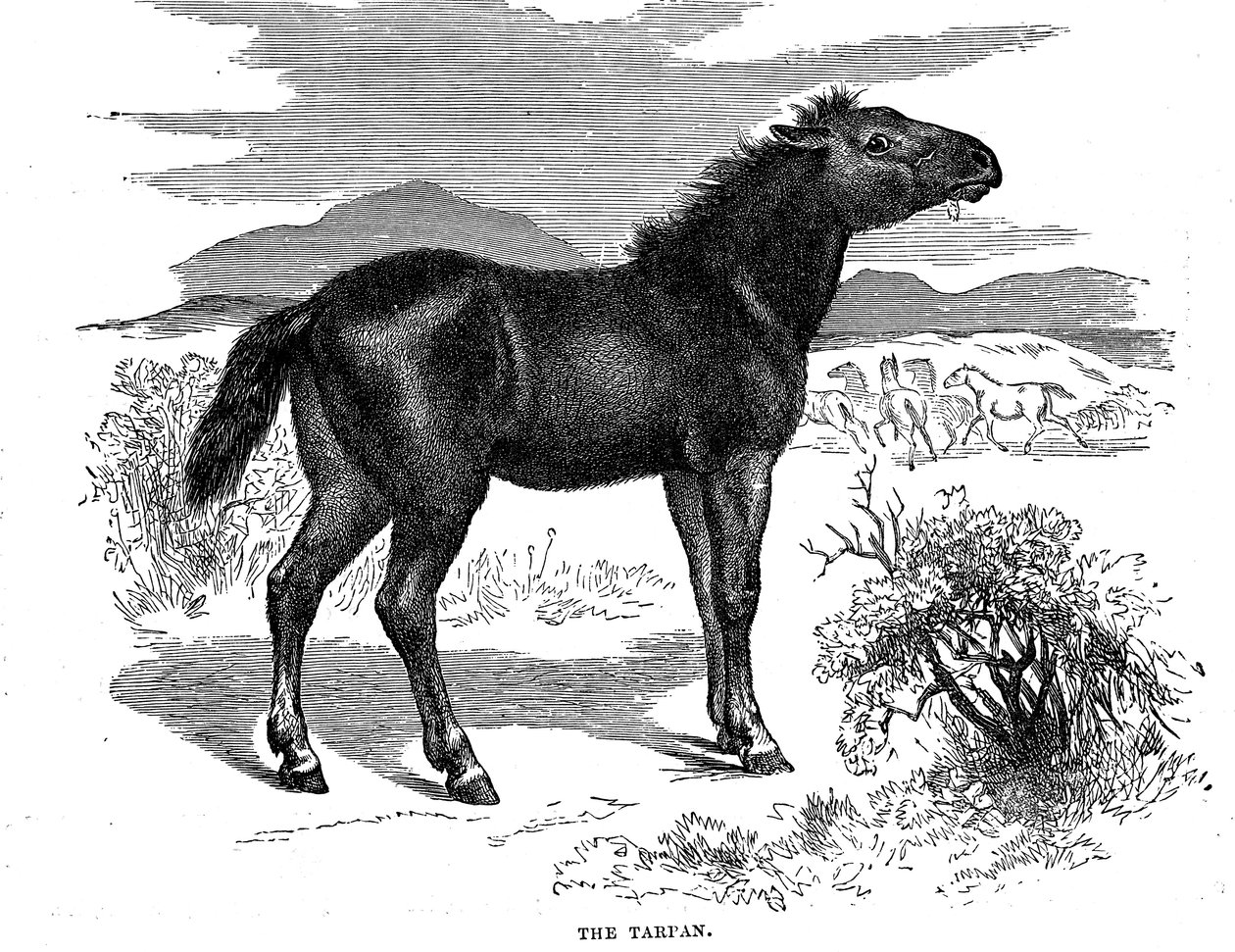 Tarpan, 1884 door Unbekannt