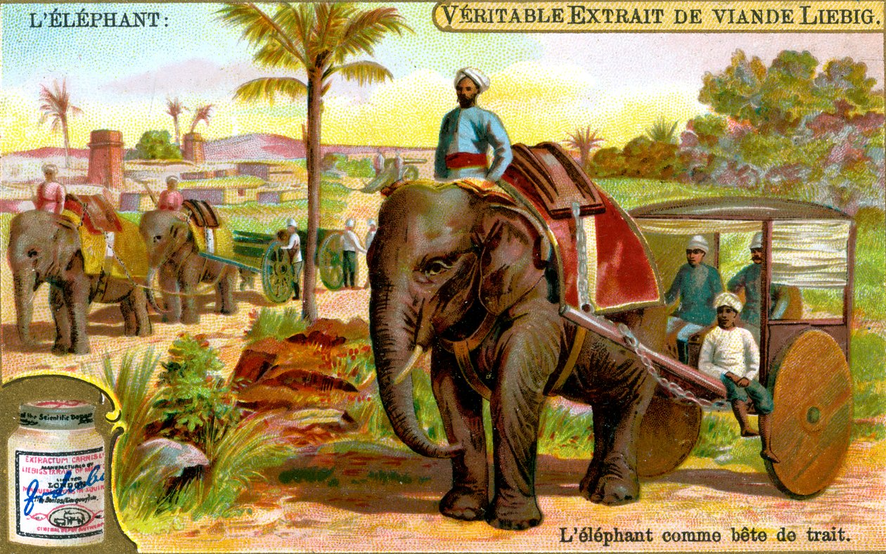 De Olifant als trekdier door Unbekannt