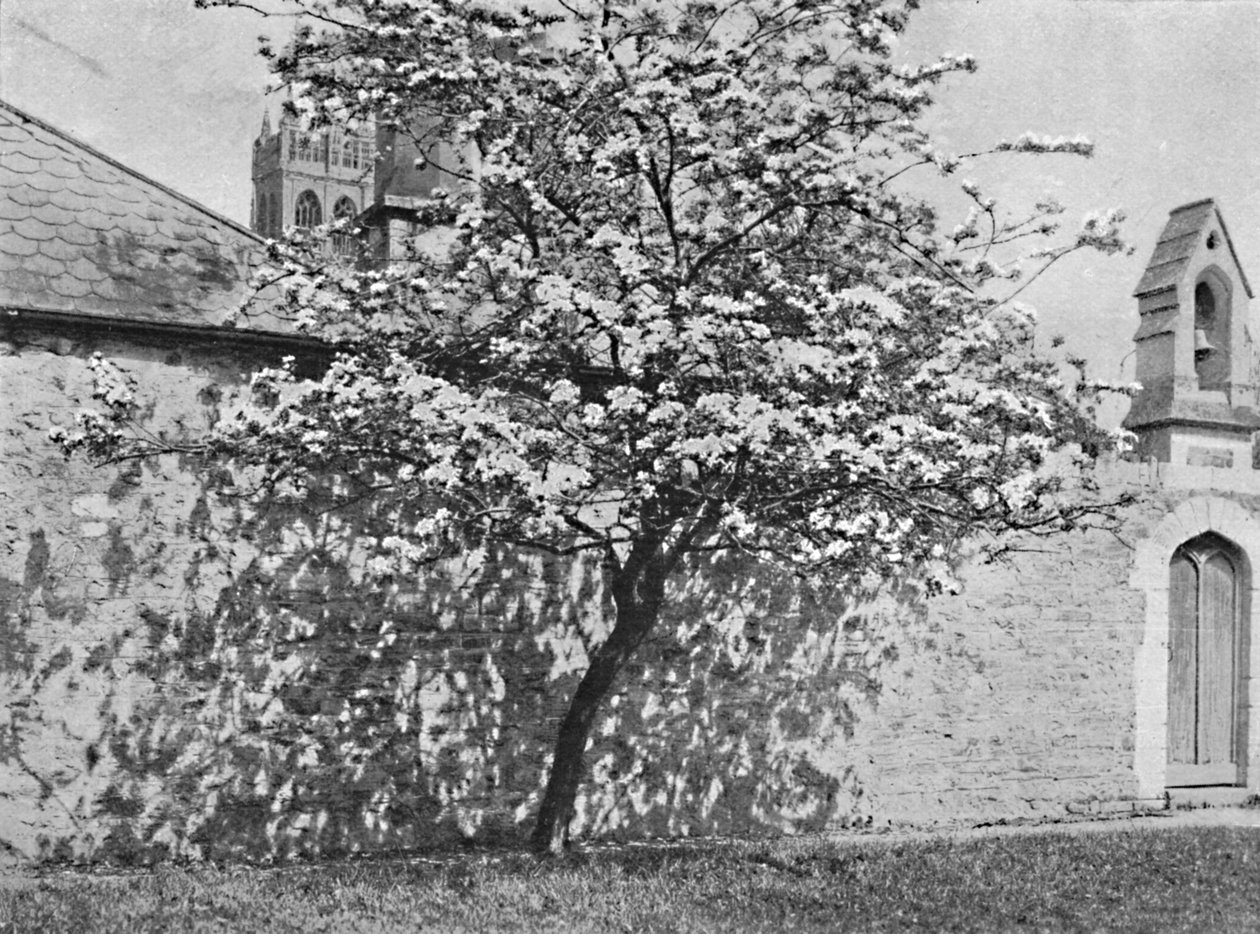 De Glastonbury Doorn, 1902 door Unbekannt