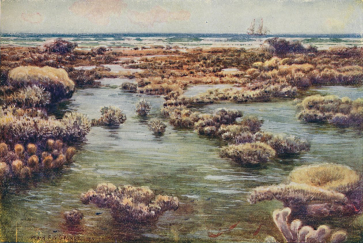 Het Great Barrier Reef, 1923 door Unbekannt