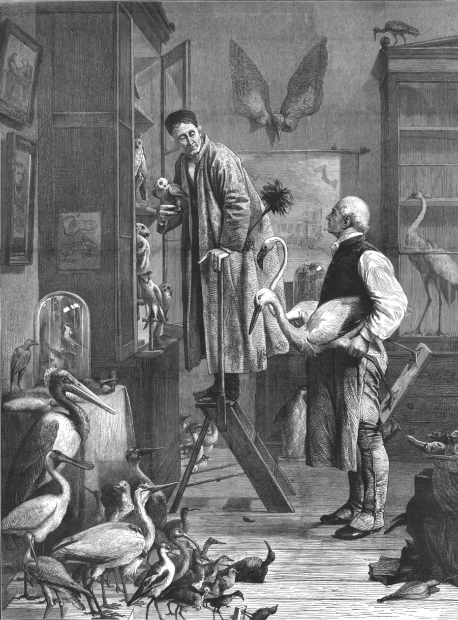 De Ornitholoog, midden-late 19e eeuw door Unbekannt