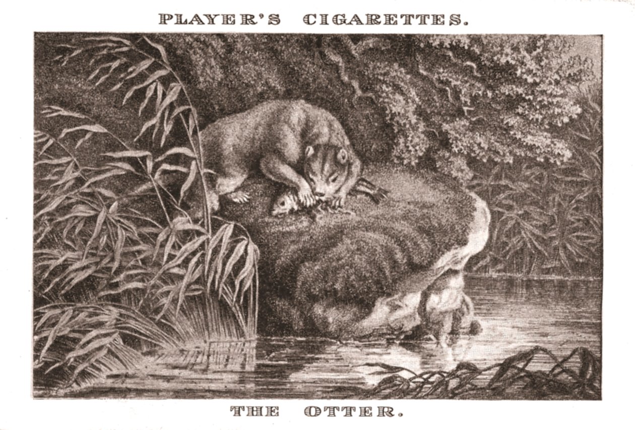 De Otter, 1924 door Unbekannt