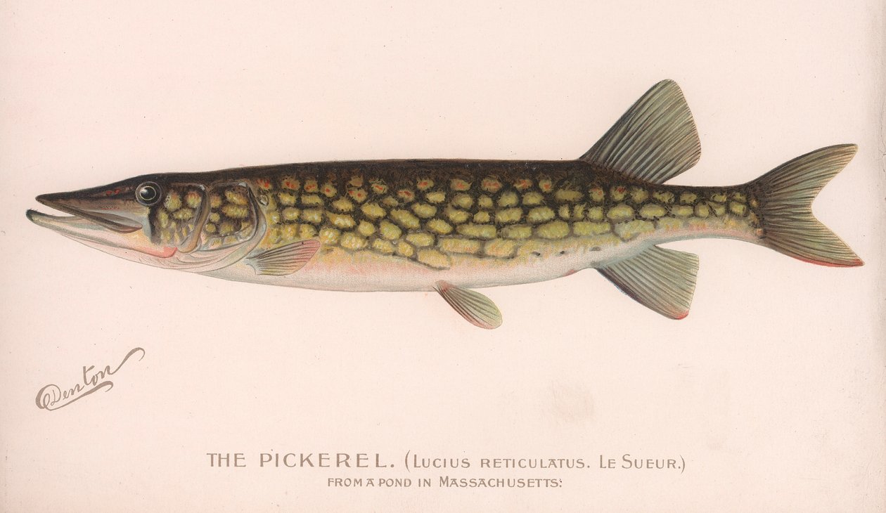 De snoek Lucius Reticulatus. Le Sueur., ca. 1920s door Unbekannt