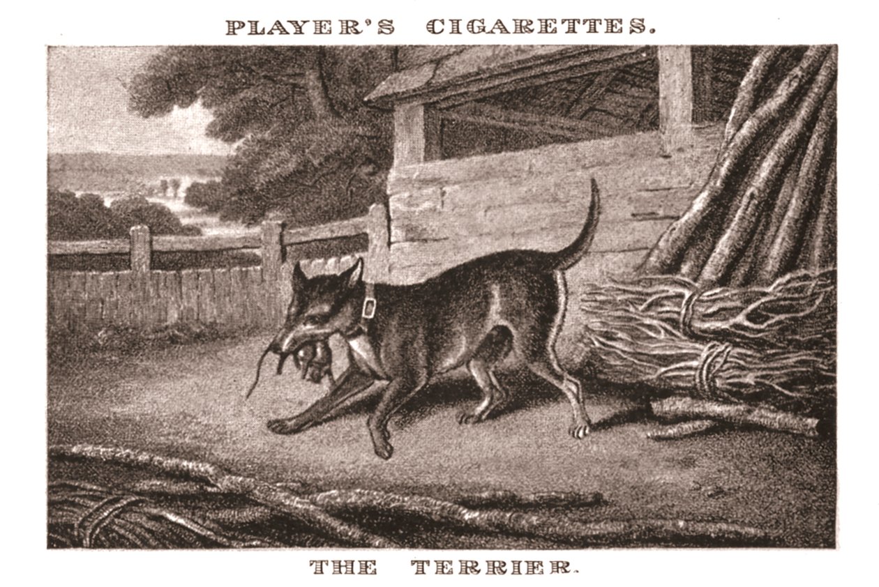 De Terrier door Unbekannt