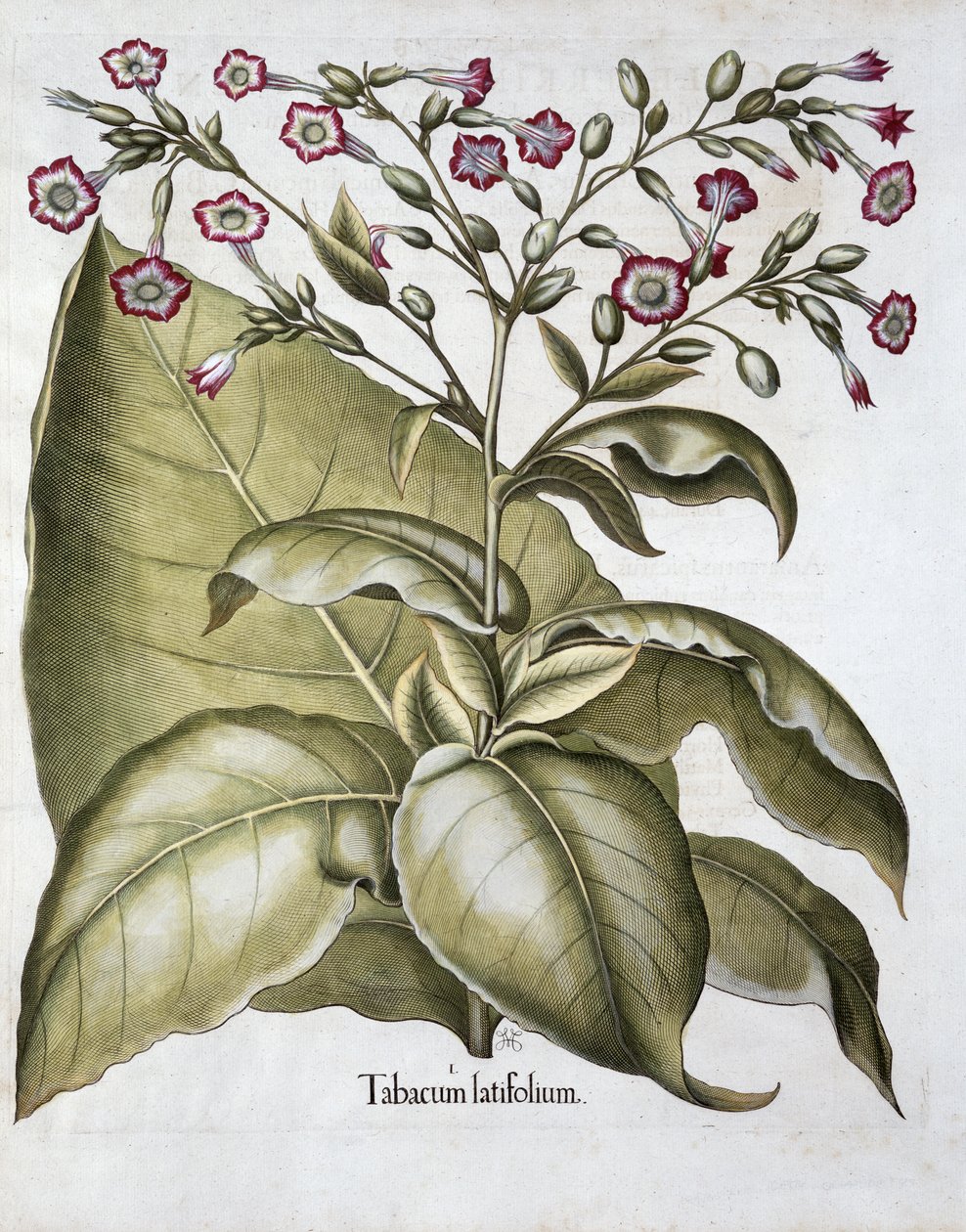 Tabaksplant, 1613 door Unbekannt