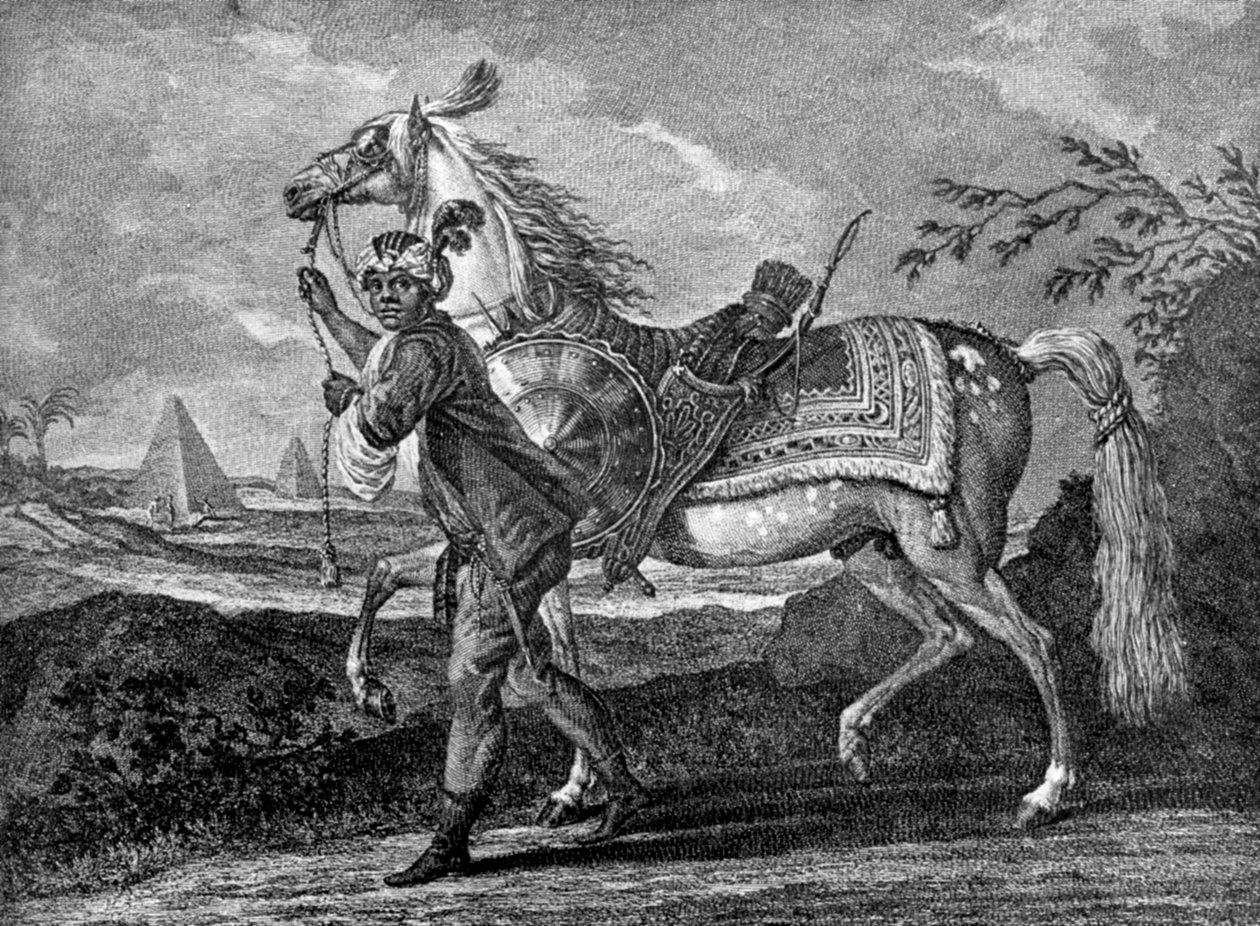 Turks Arabisch paard door Unbekannt