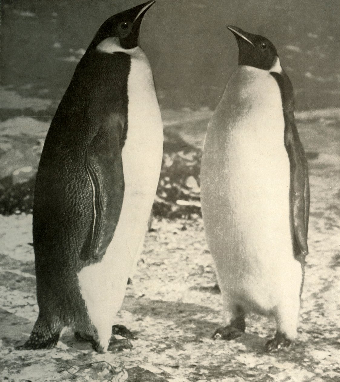 Twee Keizerpinguïns, ca. 1908, 1909 door Unbekannt