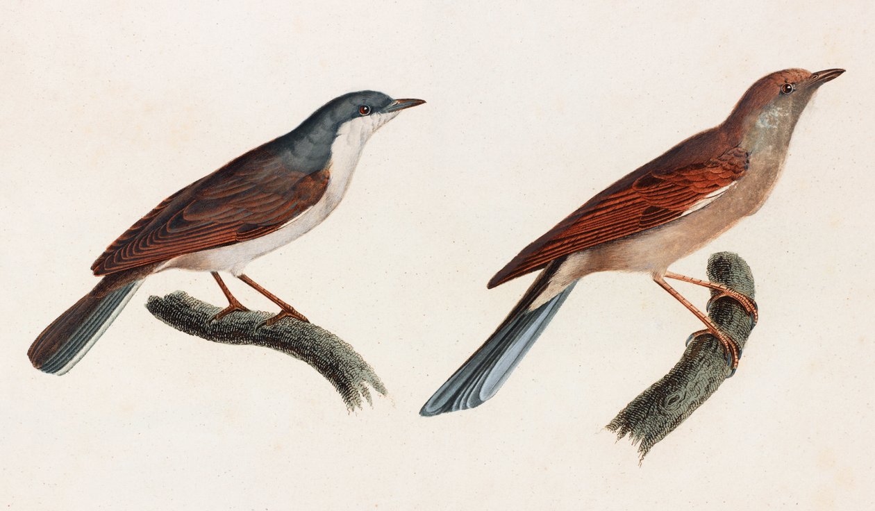 Twee kleurenillustraties van vogels door Unbekannt