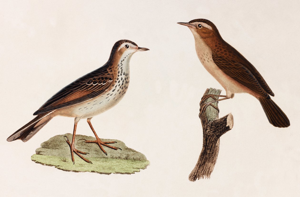 Twee kleurenillustraties van vogels door Unbekannt