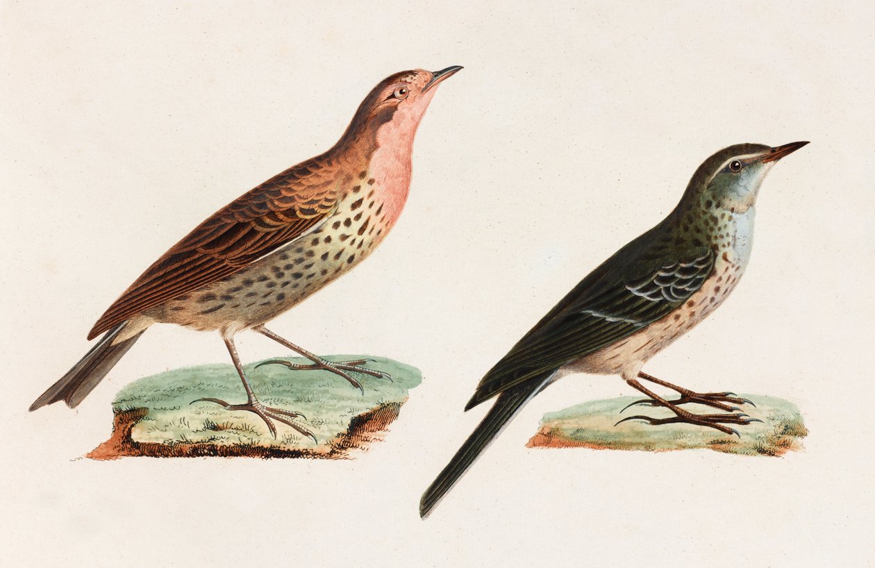 Twee kleurenillustraties van vogels door Unbekannt