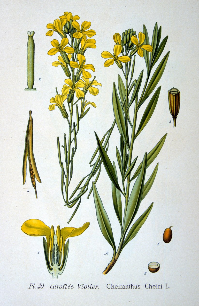 Muurbloem, 1893 door Unbekannt