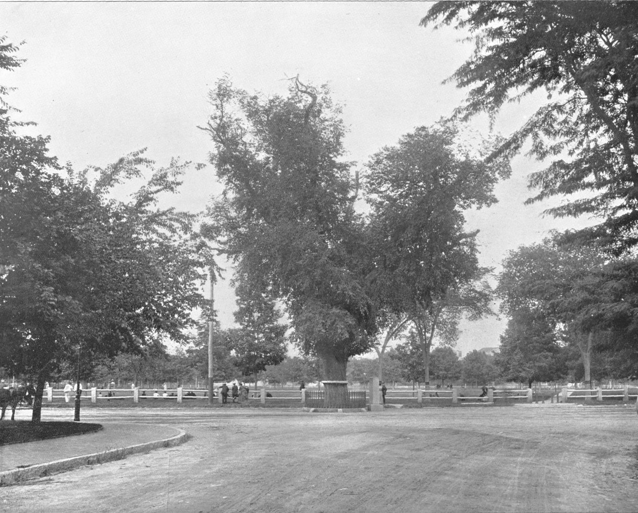 Washington Elm, Cambridge, Massachusetts, VS door Unbekannt