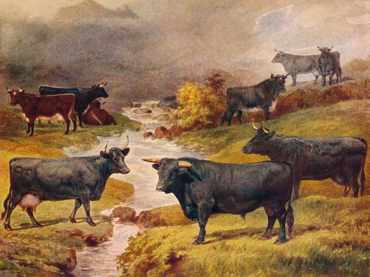 Welsh Black vee, ca. 1906-ca. 1910 door Unbekannt