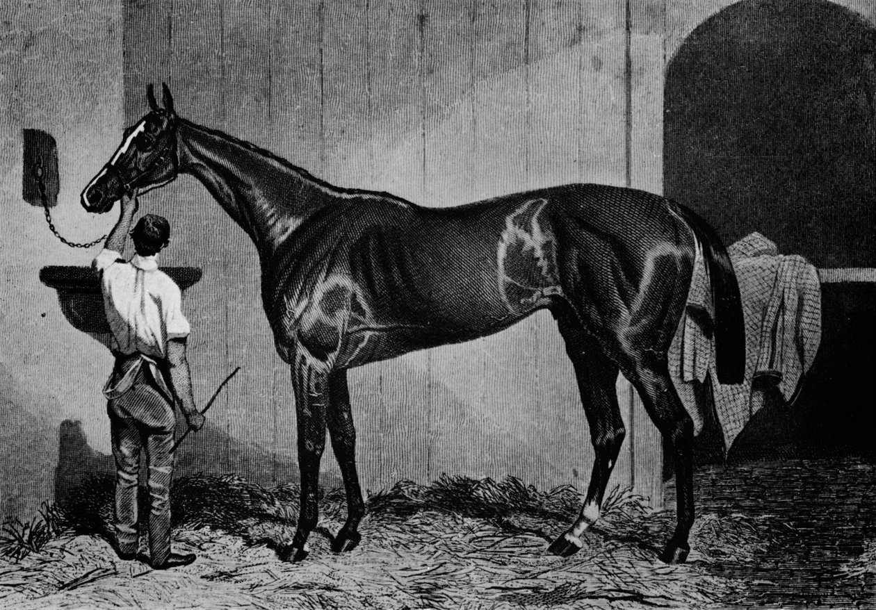 West-Australiër, 1850-1870, 1911 door Unbekannt