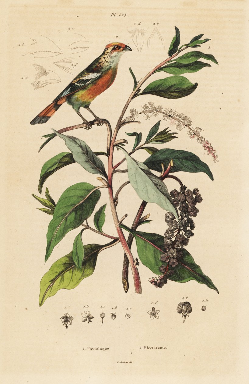 Wittip plantensnijder, Phytotoma rutile, Phytolacca americana, Amerikaanse pokeweed door Unbekannt