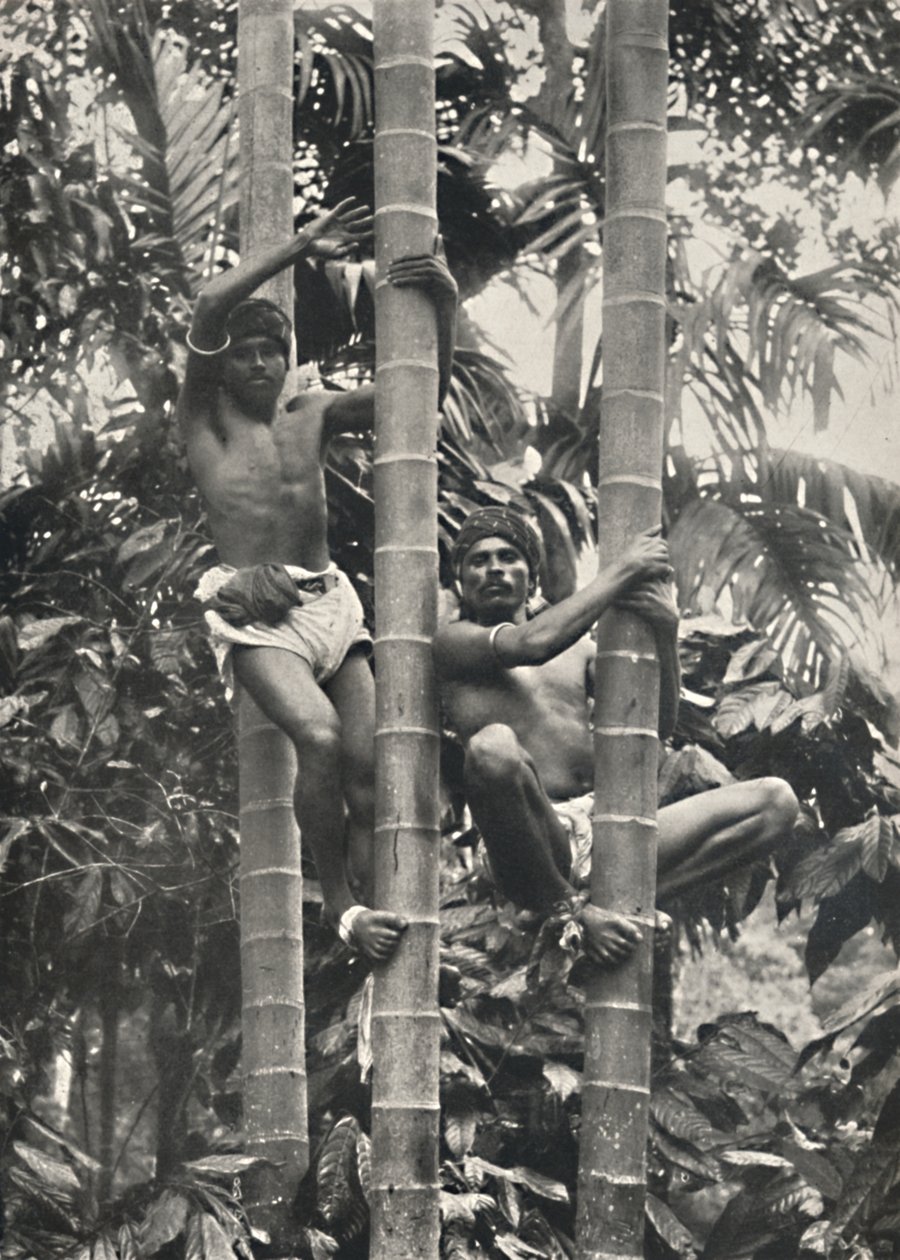 Hoe Ceylonezen in kokospalmen klimmen, 1926 door Unbekannt