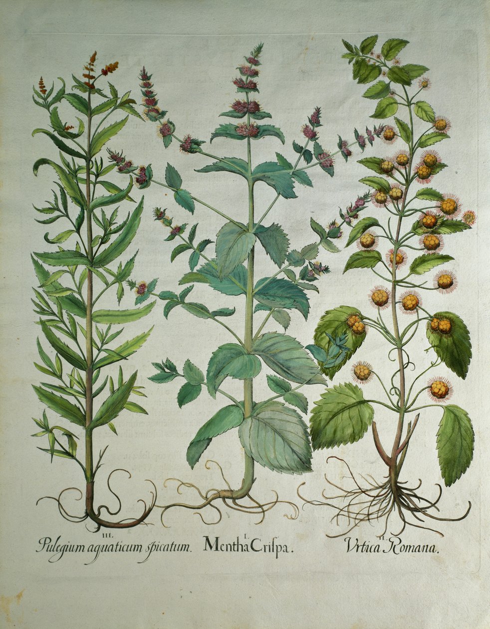 Munt: Mentha crispa door Unbekannt Unbekannt