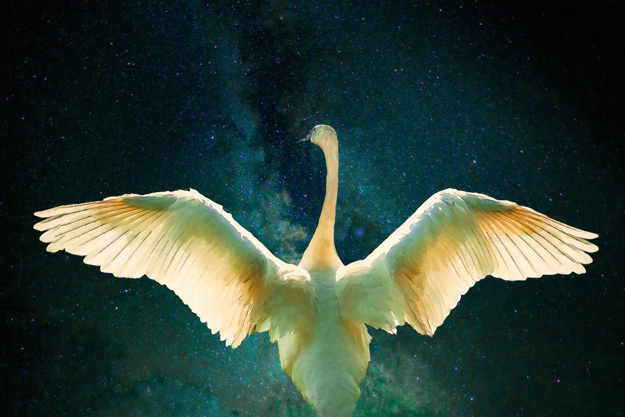 Cygnus, 2017 door Unbekannt Unbekannt