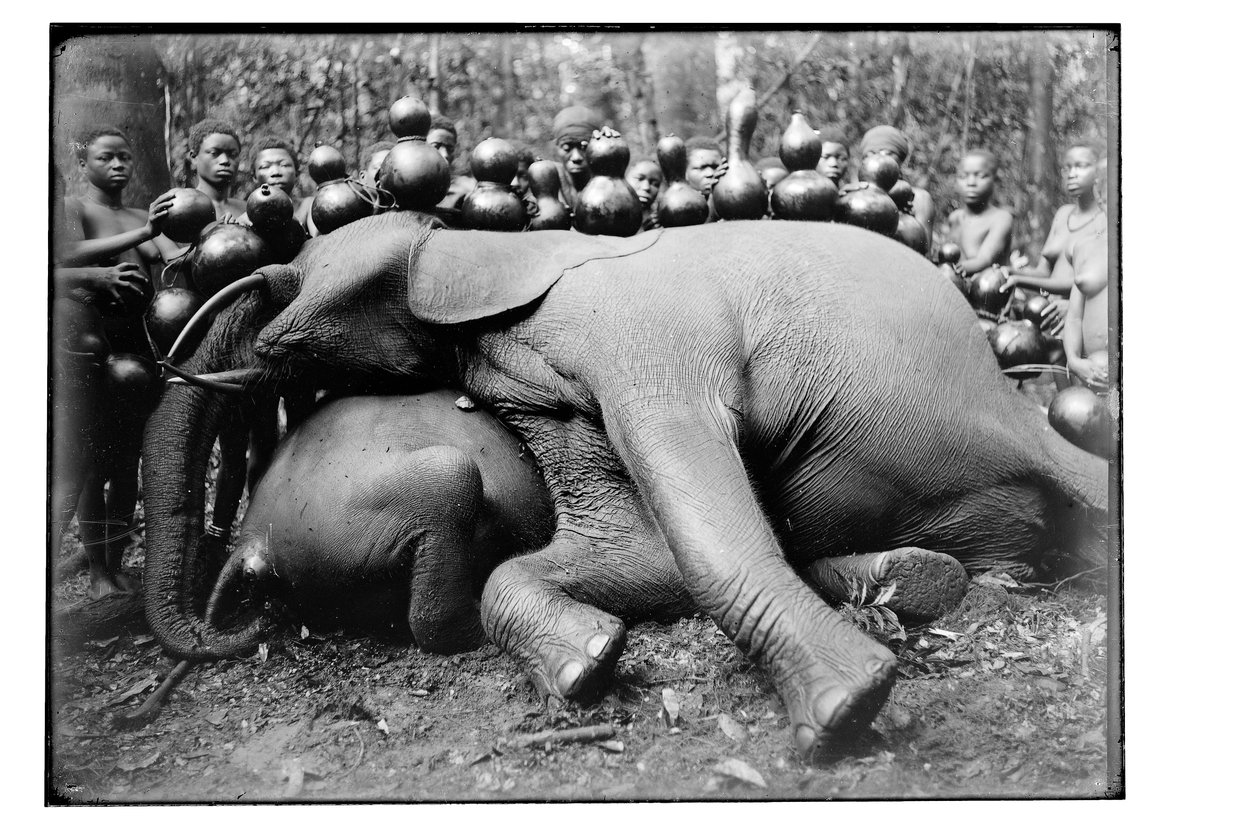 Olifant, c.1910 door Unbekannt Unbekannt