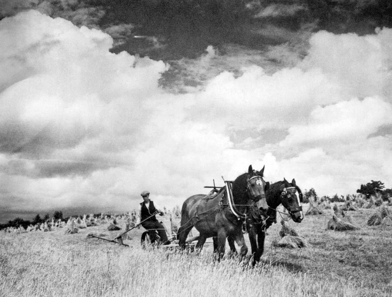 Oogsten van Iers Raaigras, 1940 door Unbekannt Unbekannt
