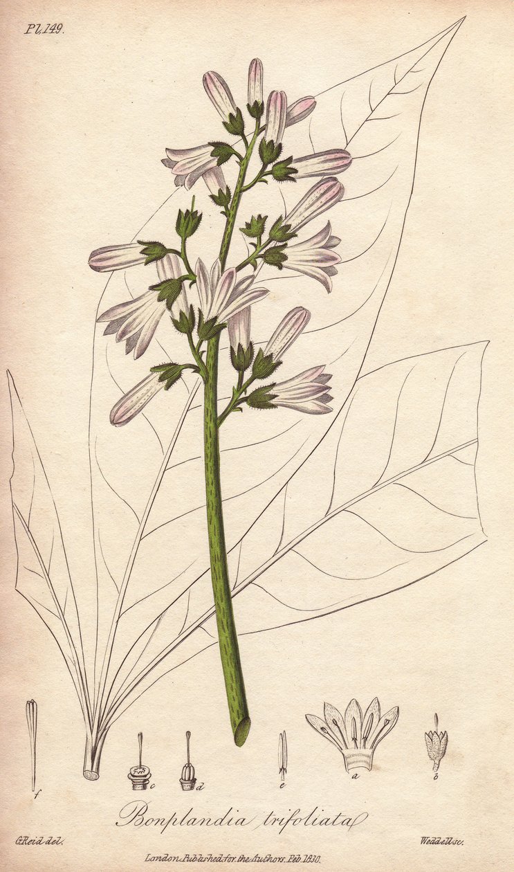 Angosturaboom, Angostura trifoliata door Unbekannter Künstler