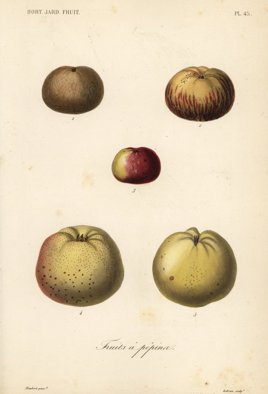 Appelrassen, Malus pumila door Unbekannt