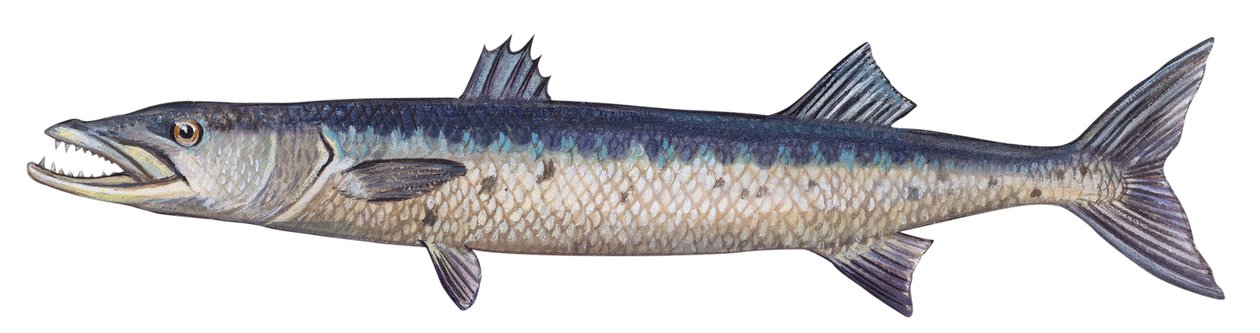Barracuda - Grote barracuda (Sphyraena barracuda) door Unbekannter Künstler