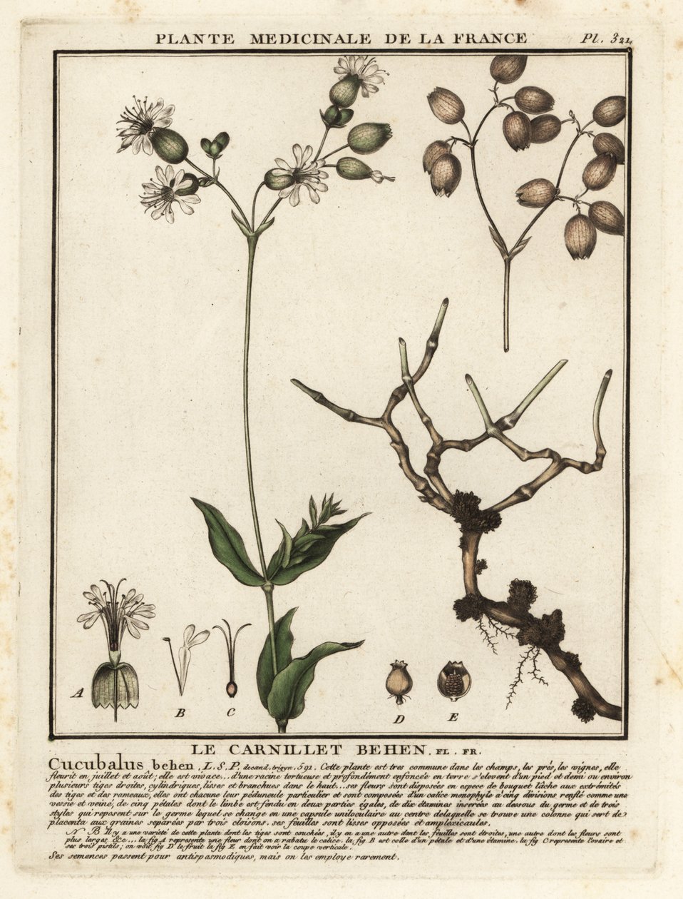 Blaasjeskruid, Silene vulgaris door Unbekannter Künstler