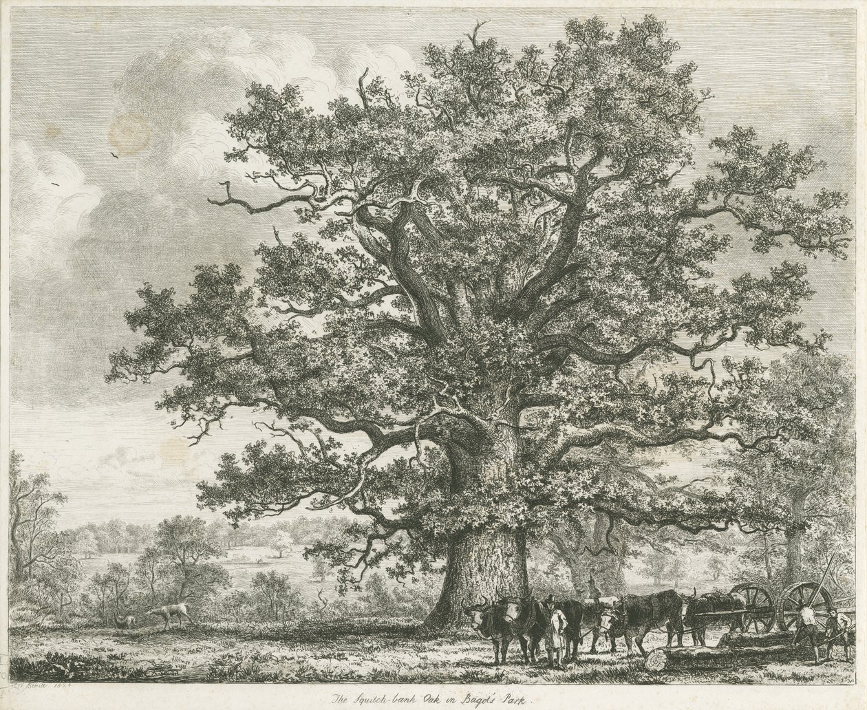 Blithfield - Squitch-bank Eik door Unbekannt