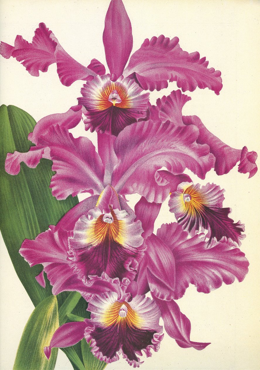 Botanische plaat/Cattleya labiata var. Perfecta/Lindenia door Unbekannt
